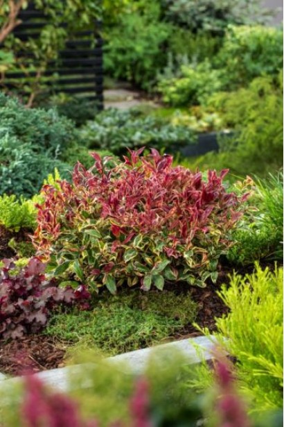 Посадка и уход за леукотом Фаерстар